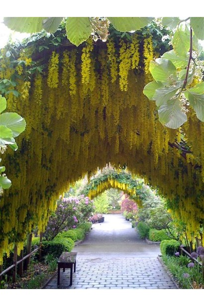 Арка из бобовника анагиролистного