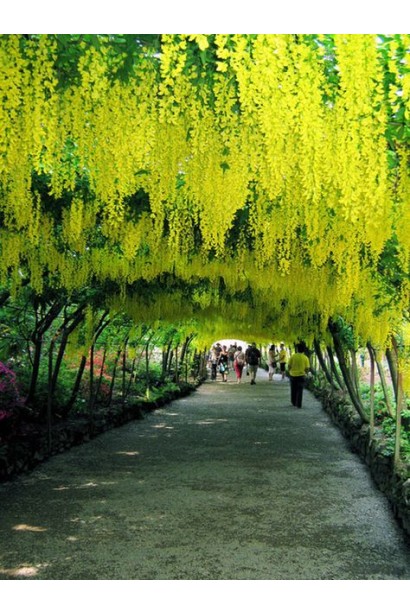 Бобовник анагиролистный в виде арки