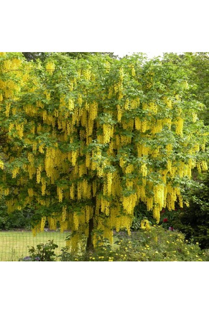 Лабурнум / Золотой дождь