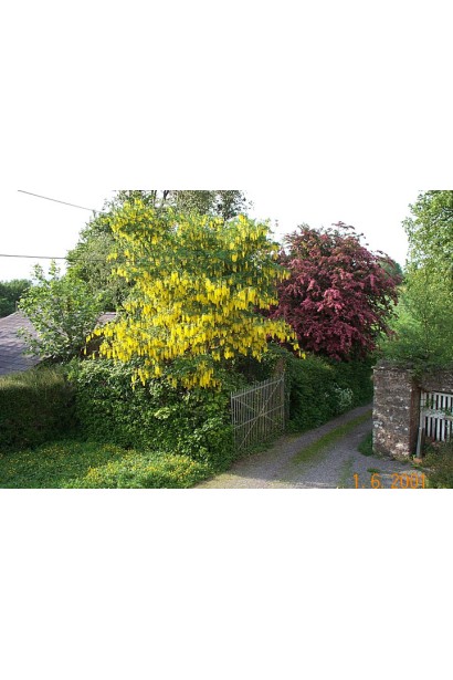 Бобовник анагиролистный ландшафтный дизайн