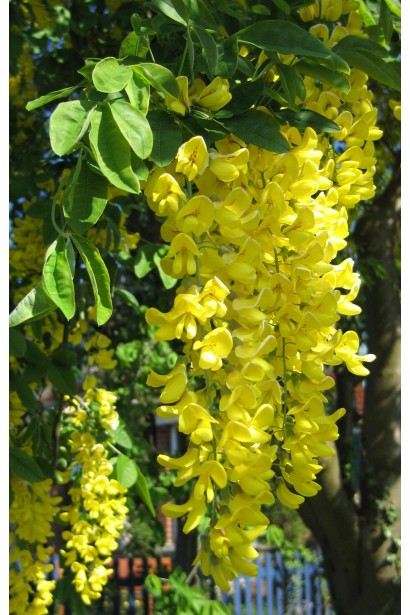 Laburnum anagyroides свисающие кисти цветов