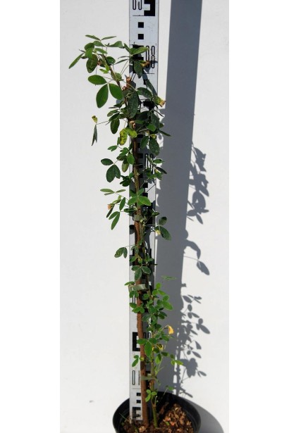 Бобовник анагиролистный контейнер 3л