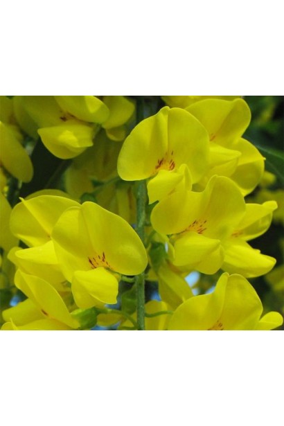 Бобовник желтые цветы