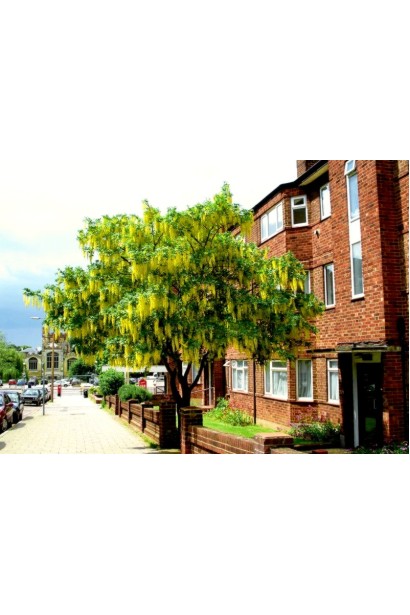 Laburnum anagyroides