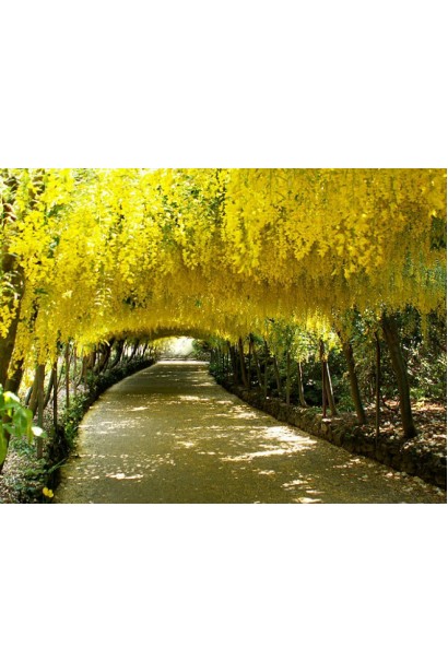 Бобовник анагиролистный / Лабурнум / Золотой дождь