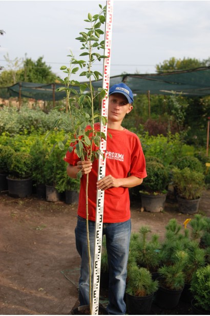 Бобовник анагиролистный саженец 180-200 см