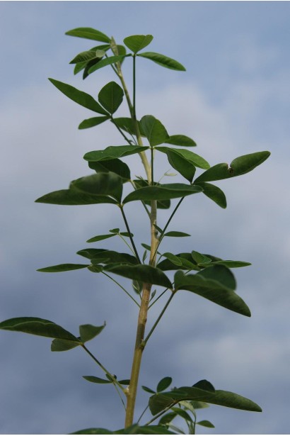 Лабурнум зеленые округлые листья