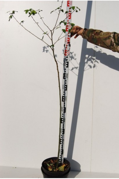 Бобовник в горшке 7 л, высота 120-150 см