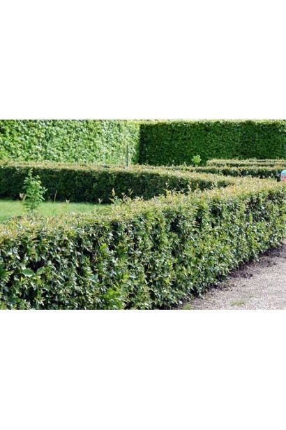 Невисокий живопліт з Кизильника блискучого