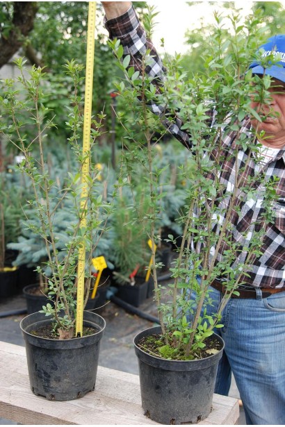 Кизильник блискучий саджанець С3