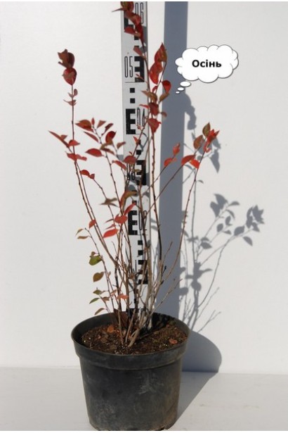 Саджанець кизильника блискучого восени