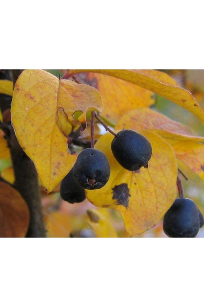 Кизильник блискучий чорно-сині плоди