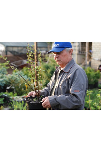 Кизильник блискучий в горщику 3 л 