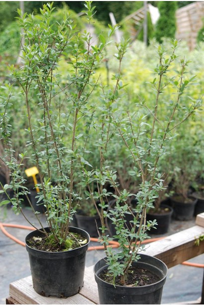 Саджанці кизильника вертикального