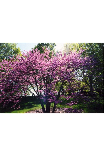 Церцис канадський з яскравими рожевими квітами.