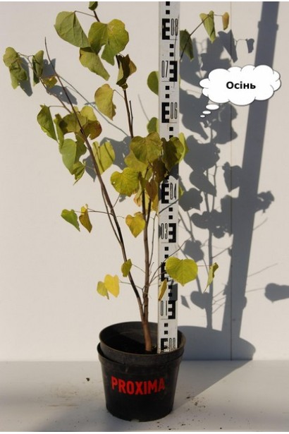 Церціс канадський / Іудове дерево - Восени