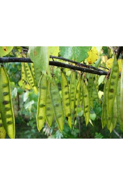 Церцис канадський