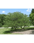 Церцис канадский / Иудино дерево | Церціс канадський / Іудове дерево | Cercis canadensis