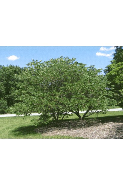 Церцис канадський (Іудове дерево) в ландшафтному дизайні.