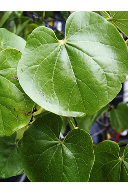 Церціс канадський / Іудове дерево - Листок