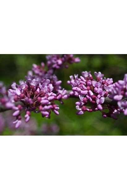 Церцис канадський – дерево з красивими рожевими квітами навесні.