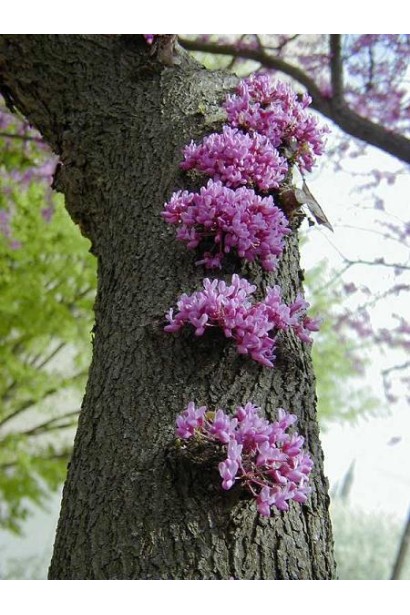 Яскраві квіти церциса канадського на початку весни.