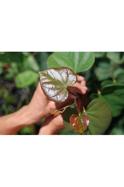 Церціс канадський / Іудове дерево - Листя