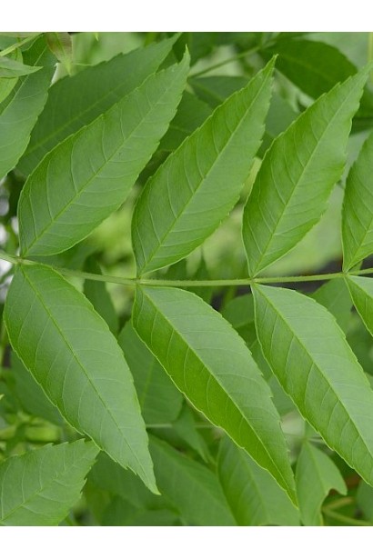 Fraxinus excelsior із красивим ажурним листям.