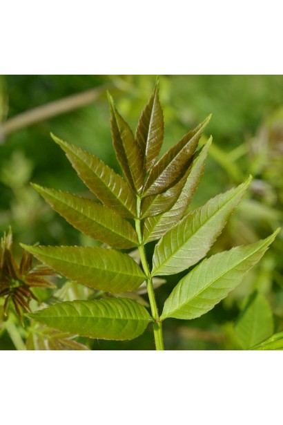 Ясен звичайний