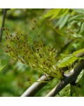 Ясен звичайний | Ясень обыкновенный | Fraxinus excelsior
