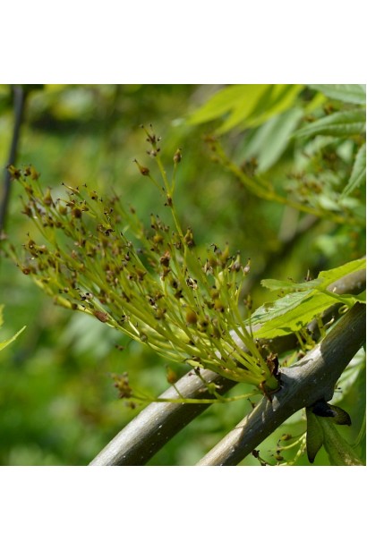 Ясен звичайний