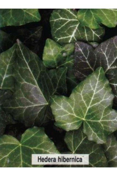 Листя плюща ірландського залишається зеленим навіть у холодну пору року.