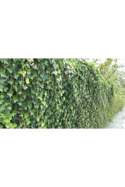 Щільне листя плюща ідеальне для створення живих огорож.