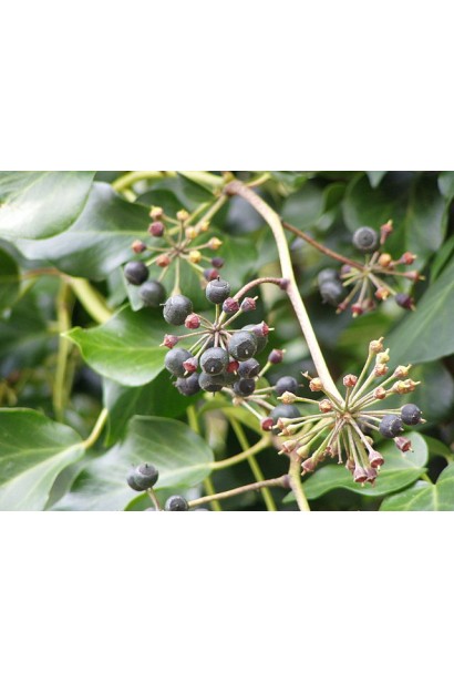 Плющ ірландський