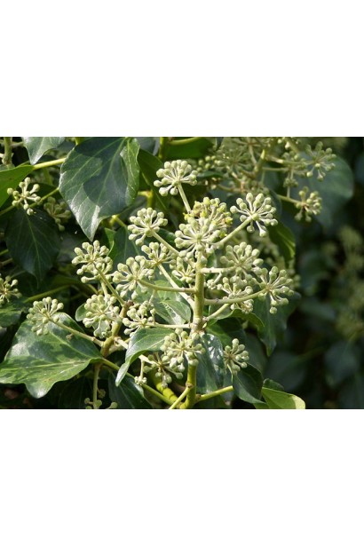 Квітучий ірландський плющ привертає увагу своїми ніжними суцвіттями.