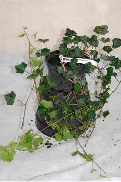 Швидко зростаючий кущ плюща ірландського