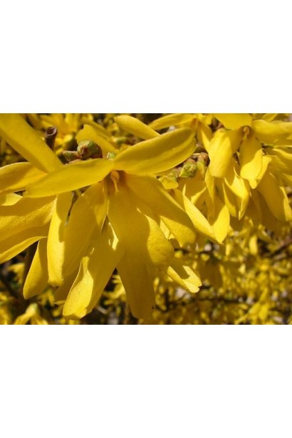 Куст форзиции Spectabilis с густым цветением.