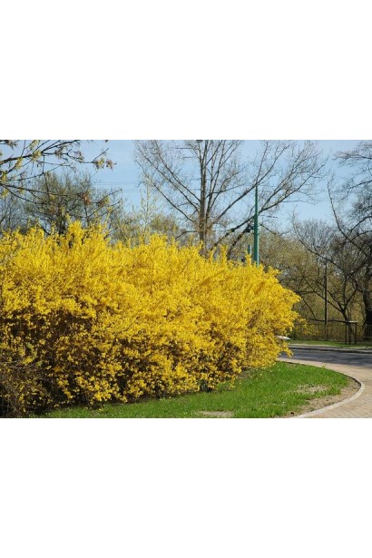 Forsythia intermedia Spectabilis в период массового цветения.