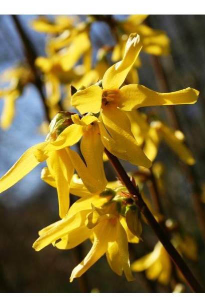 Forsythia intermedia Spectabilis