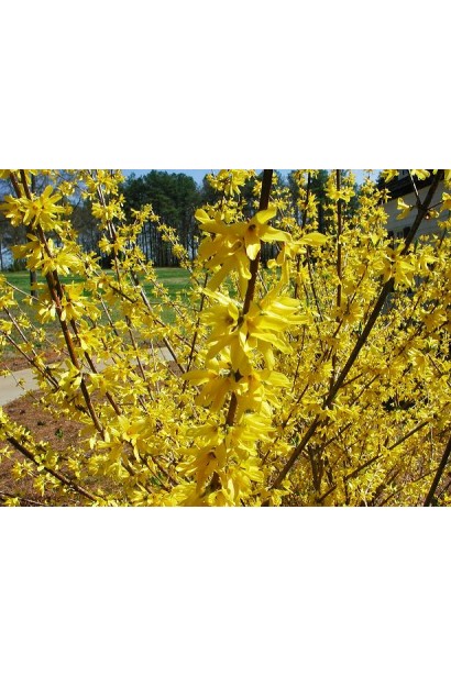 Ярко-желтые цветы форзиции Spectabilis в весеннем саду.