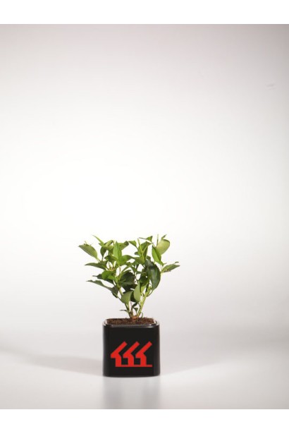 Форзиция промежуточная / средняя Спектабилис 