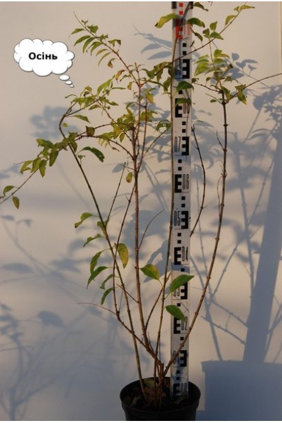 Форзиция Спектабилис осенью