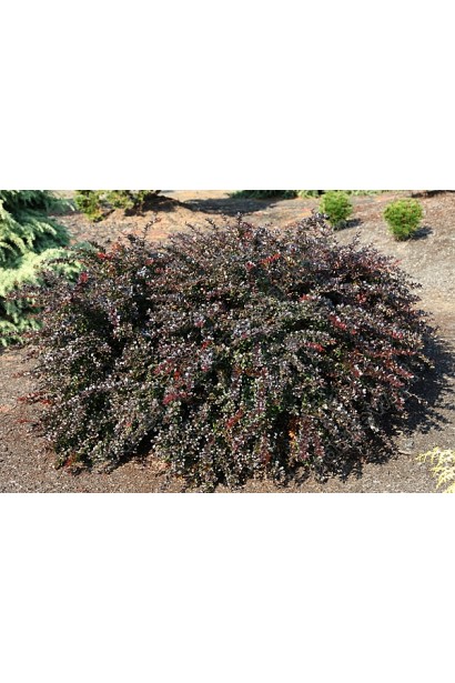 Барбарис Ред Джевел в саду