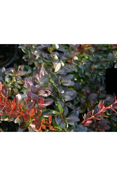 Барбарис Ред Джевел шипы