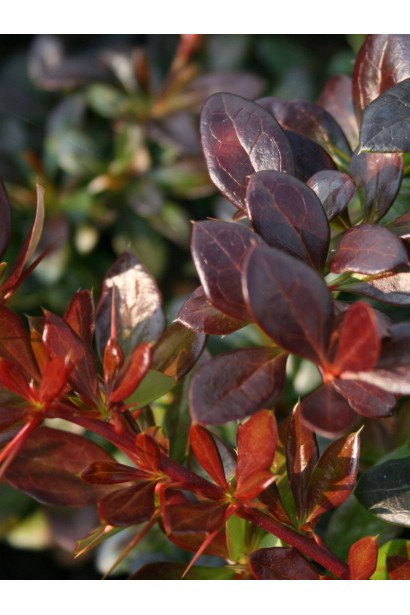 Барбарис Ред Джевел форма листа