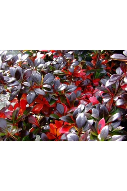 Барбарис средний Ред Джевел