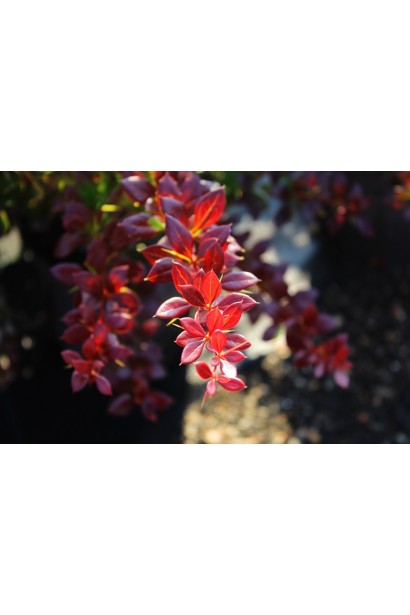 Барбарис Ред Джевел листья осенью