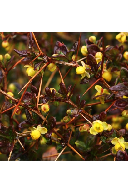 Барбарис Ред Джевел цветы и шипы