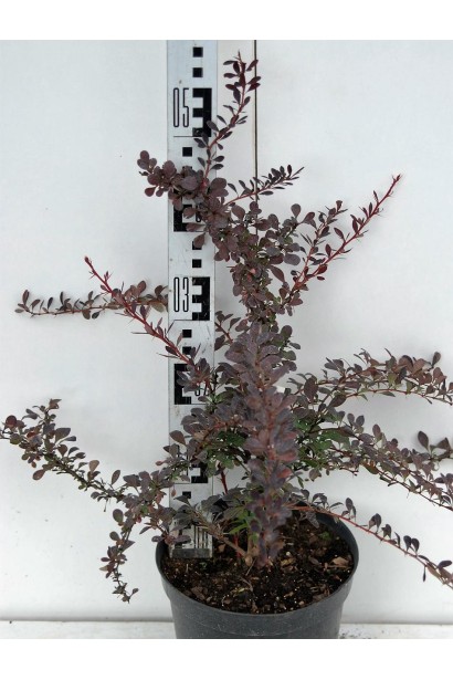 Барбарис Red Jewel в горшке высота 40-60 см