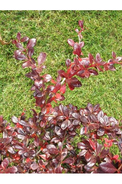 Барбарис Ред Джевел цвет весной